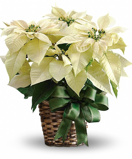 Ceramic Pot with White Poinsettia Plant