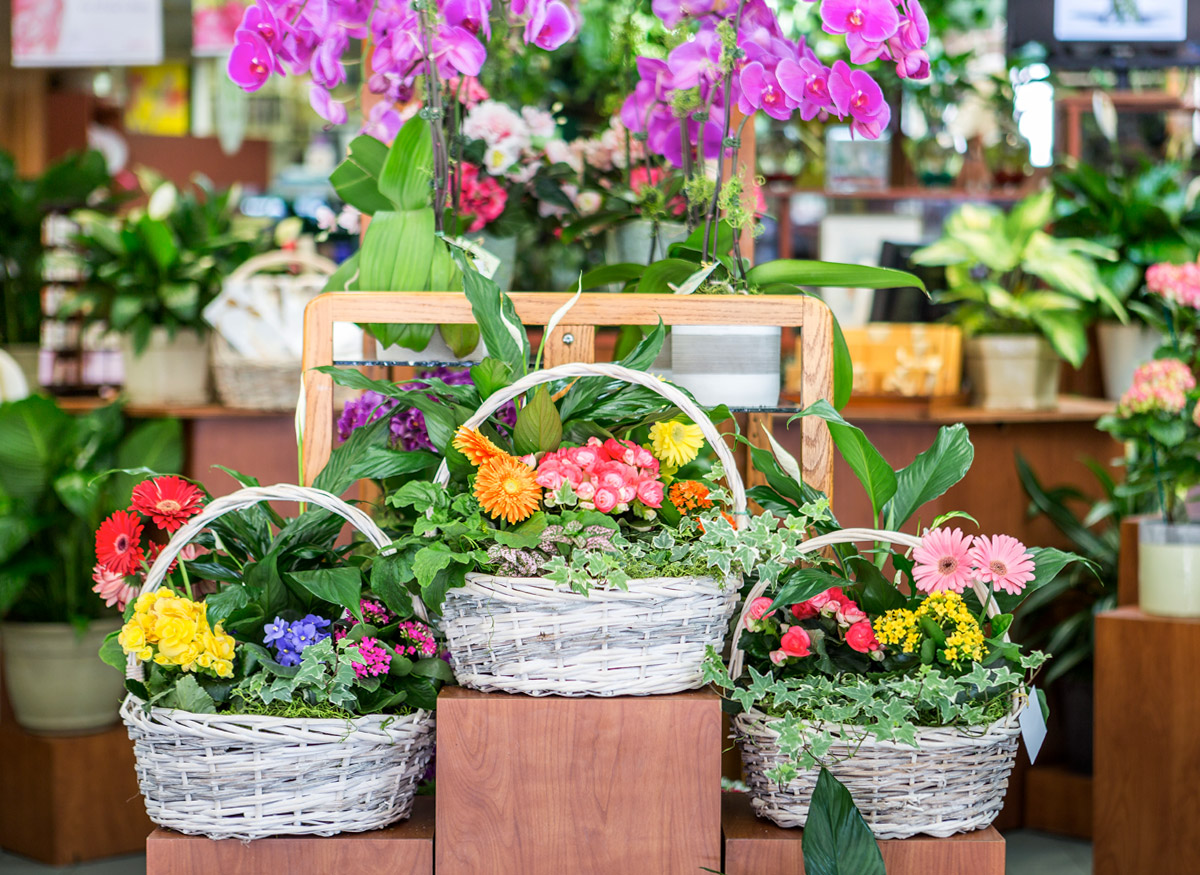 Gorgeous flower and plant arrangements in a wide range of pots and baskets